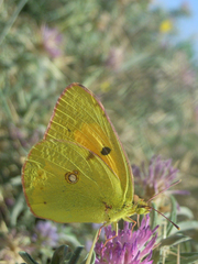 Colias croceus