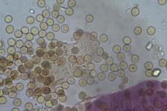 Trichia botrytis