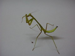 Hierodula membranacea