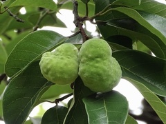 Artocarpus hypargyreus