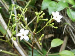 Jasminum lanceolarium