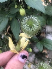 Clematis serratifolia