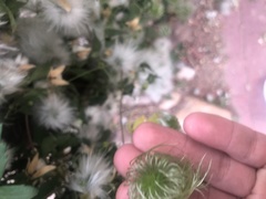 Clematis serratifolia