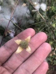 Clematis serratifolia