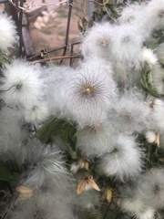 Clematis serratifolia
