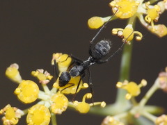 Camponotus micans