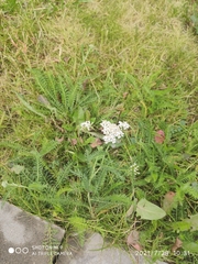 Achillea millefolium
