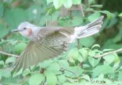 Hypsipetes amaurotis