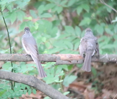 Hypsipetes amaurotis