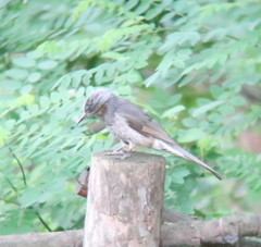 Hypsipetes amaurotis