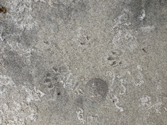 Hydromys chrysogaster