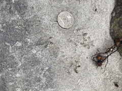 Hydromys chrysogaster