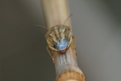 Neottiglossa bifida