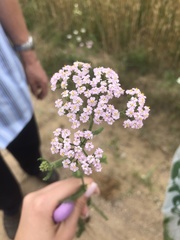Achillea salicifolia