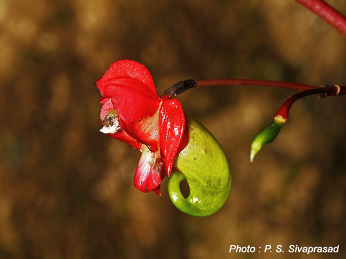 Green-Tail Balsam (Impatiens coelotropis)