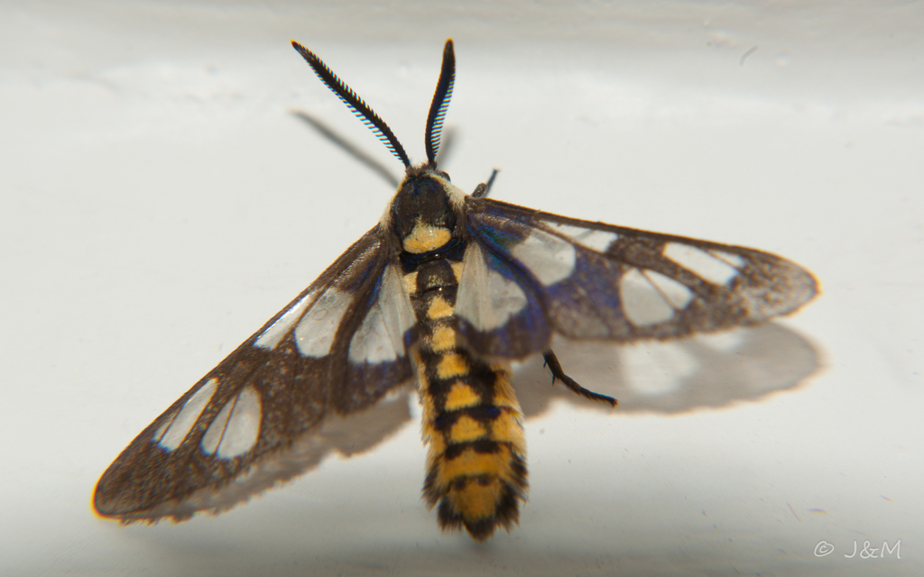 Ceryx