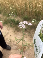 Achillea salicifolia