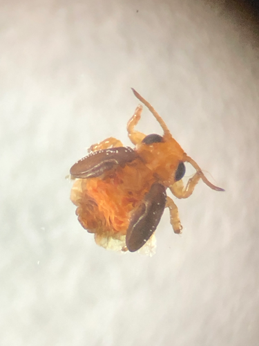 Red Gum Lerp Psyllid
