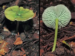 Entoloma rodwayi