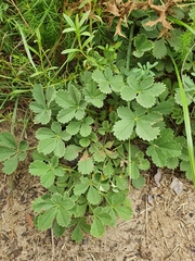 Potentilla incana