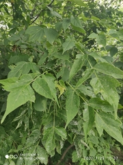 Acer negundo