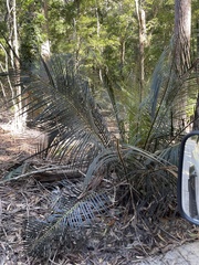 Macrozamia douglasii