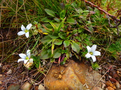 Swertia crassiuscula