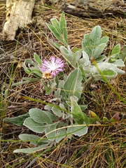 Psephellus marschallianus