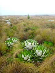 Dendrosenecio keniensis