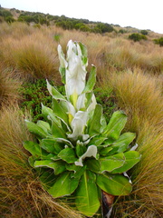 Dendrosenecio keniensis