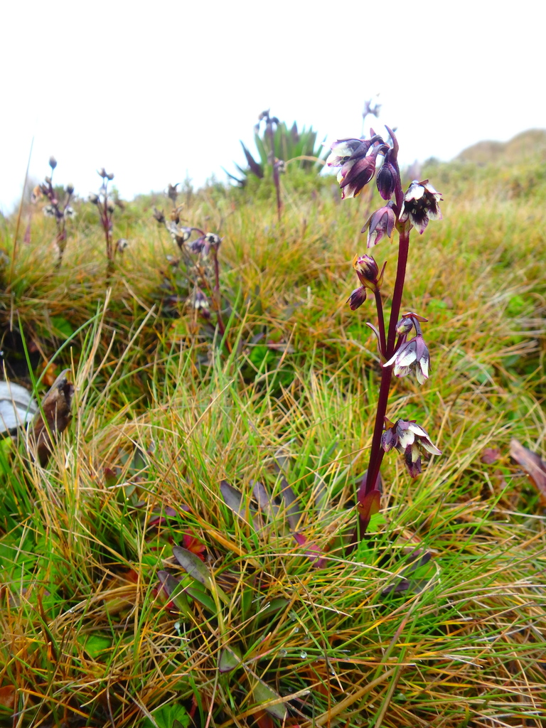Swertia volkensii
