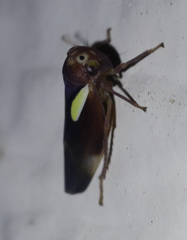 Balcanocerus provancheri