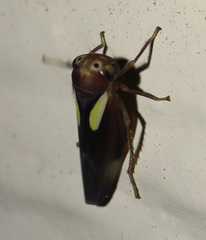 Balcanocerus provancheri