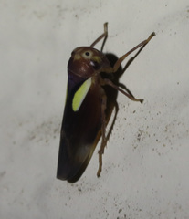 Balcanocerus provancheri