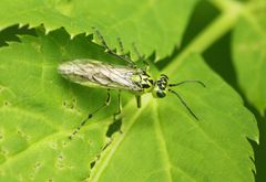 Rhogogaster chlorosoma