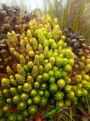 Phlegmariurus saururus