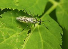 Rhogogaster chlorosoma