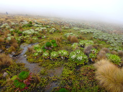 Dendrosenecio keniensis