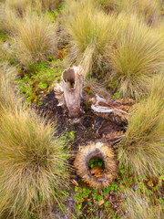 Dendrosenecio keniensis