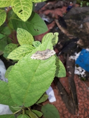 Achrosis intexta