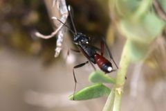 Exetastes adpressorius