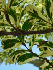 Terminalia mantaly 'triciolor'