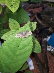 Achrosis intexta
