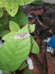 Achrosis intexta