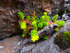 Sedum ruwenzoriense