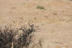 Curruca conspicillata