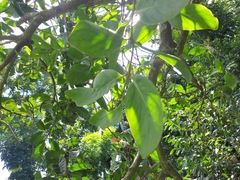 Dendrophthoe glabrescens