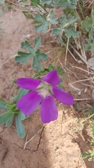Callirhoe involucrata