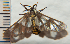 Ceryx fulvescens