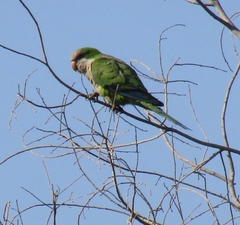 Myiopsitta monachus